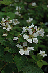 Triple Crown Blackberry (Rubus allegheniensis 'Triple Crown') at Stonegate Gardens