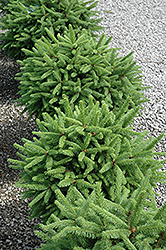 Tolleymore Norway Spruce (Picea abies 'Tolleymore') at A Very Successful Garden Center