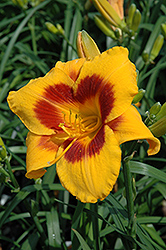 Fooled Me Daylily (Hemerocallis 'Fooled Me') at A Very Successful Garden Center