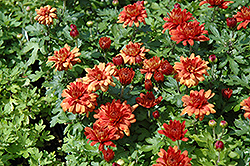 Rosy Igloo Chrysanthemum (Chrysanthemum 'Rosy Igloo') at Stonegate Gardens