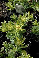 Sweet And Sour Russian Stonecrop (Sedum kamtschaticum 'Sweet And Sour') at Lakeshore Garden Centres