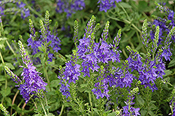 Crater Lake Blue Speedwell (Veronica austriaca 'Crater Lake Blue') at Lakeshore Garden Centres