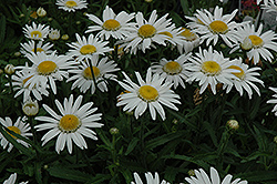 Angel Daisy (Leucanthemum x superbum 'Angel Daisy') at A Very Successful Garden Center