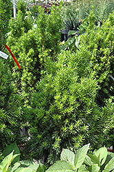 Viridis Yew (Taxus x media 'Viridis') at Stonegate Gardens