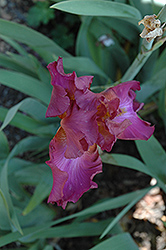Rosalie Figge Iris (Iris 'Rosalie Figge') at A Very Successful Garden Center