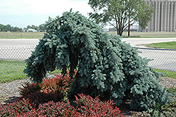Weeping Blue Spruce (Picea pungens 'Pendula (tree form)') at A Very Successful Garden Center