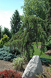 Uncle Fogy Jack Pine (Pinus banksiana 'Uncle Fogy') at The Mustard Seed