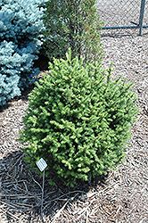 Sherwood Compact Norway Spruce (Picea abies 'Sherwood Compact') at A Very Successful Garden Center