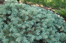 Gentry's Gem Blue Spruce (Picea pungens 'Gentry's Gem') at Stonegate Gardens
