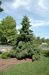Weeping Serbian Spruce (Picea omorika 'Pendula') at Stonegate Gardens