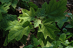 Vaughn's Lillie Hydrangea (Hydrangea quercifolia 'Vaughn's Lillie') at Stonegate Gardens