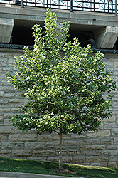 Yarwood London Planetree (Platanus x acerifolia 'Yarwood') at A Very Successful Garden Center