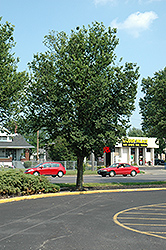Jefferson Elm (Ulmus americana 'Jefferson') at Lakeshore Garden Centres