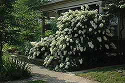 Snowflake Hydrangea (Hydrangea quercifolia 'Snowflake') at A Very Successful Garden Center