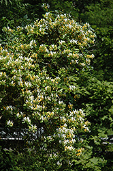 Yellow Honeysuckle (Lonicera flava) at Stonegate Gardens