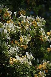 Yellow Honeysuckle (Lonicera flava) at A Very Successful Garden Center