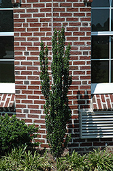 Fastigiata Japanese Holly (Ilex crenata 'Fastigiata') at Lakeshore Garden Centres