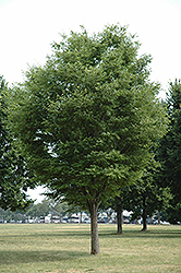 Dynasty Elm (Ulmus parvifolia 'Dynasty') at Stonegate Gardens