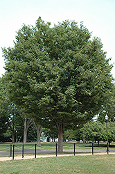 Bosque Elm (Ulmus parvifolia 'Bosque') at A Very Successful Garden Center