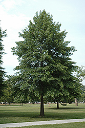 Pin Oak (Quercus palustris) at A Very Successful Garden Center