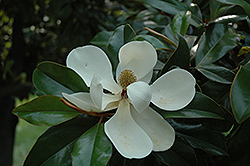 Southern Magnolia (Magnolia grandiflora) at Stonegate Gardens