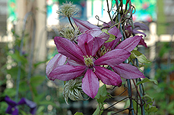 Liberation Clematis (Clematis 'Liberation') at A Very Successful Garden Center