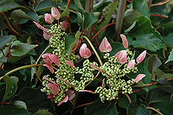 Rosea Hydrangea Vine (Schizophragma hydrangeoides 'Rosea') at A Very Successful Garden Center