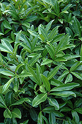 Dwarf Male Japanese Skimmia (Skimmia japonica 'Dwarf Male') at A Very Successful Garden Center