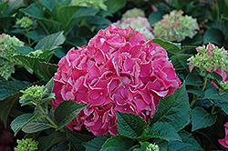 Forever And Ever Red Hydrangea (Hydrangea macrophylla 'Forever And Ever Red') at Lakeshore Garden Centres