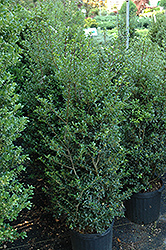 Jersey Pinnacle Japanese Holly (Ilex crenata 'Jersey Pinnacle') at A Very Successful Garden Center