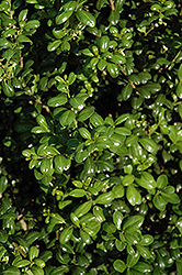 Chesapeake Japanese Holly (Ilex crenata 'Chesapeake') at Lakeshore Garden Centres