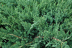 Parson's Juniper (Juniperus davurica 'Parsonii') at A Very Successful Garden Center