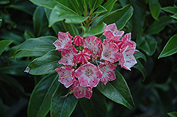 Olympic Fire Mountain Laurel (Kalmia latifolia 'Olympic Fire') at A Very Successful Garden Center