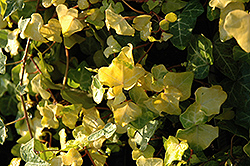 Buttercup Ivy (Hedera helix 'Buttercup') at A Very Successful Garden Center