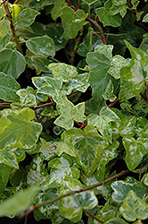 Minty Ivy (Hedera helix 'Minty') at Lakeshore Garden Centres