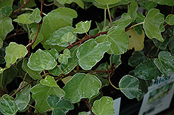 Paper Doll Ivy (Hedera helix 'Paper Doll') at A Very Successful Garden Center