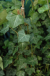 Thorndale Ivy (Hedera helix 'Thorndale') at A Very Successful Garden Center