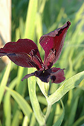 Spicy Cajun Iris (Iris 'Spicy Cajun') at A Very Successful Garden Center