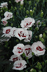 Scent First Coconut Surprise Pinks (Dianthus 'WP05Yves') at Lakeshore Garden Centres
