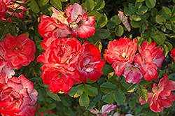 Flower Carpet Sunset Rose (Rosa 'Deseo') at Lakeshore Garden Centres