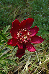 Charm Peony (Paeonia 'Charm') at A Very Successful Garden Center
