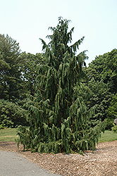 Blue Weeping Nootka Cypress (Chamaecyparis nootkatensis 'Glauca Pendula') at Stonegate Gardens