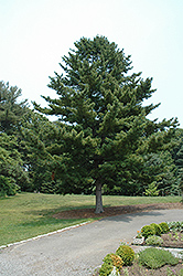 Korean Pine (Pinus koraiensis) at A Very Successful Garden Center