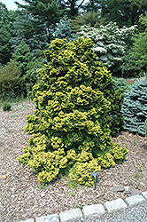 Golden Hinoki Falsecypress (Chamaecyparis obtusa 'Lutea') at A Very Successful Garden Center
