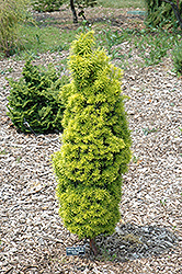 Compacta English Yew (Taxus baccata 'Compacta') at Lakeshore Garden Centres
