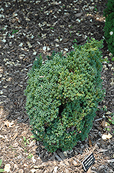 Leprechaun Japanese Cedar (Cryptomeria japonica 'Leprechaun') at Stonegate Gardens