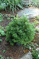 Bonsai Japanese Pieris (Pieris japonica 'Bonsai') at Stonegate Gardens