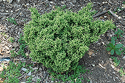 Tamu-himuro Falsecypress (Chamaecyparis pisifera 'Tamu-himuro') at A Very Successful Garden Center