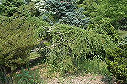 Varied Directions Larch (Larix decidua 'Varied Directions') at A Very Successful Garden Center