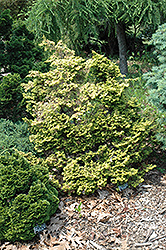 Brian Hinoki Falsecypress (Chamaecyparis obtusa 'Brian') at Stonegate Gardens